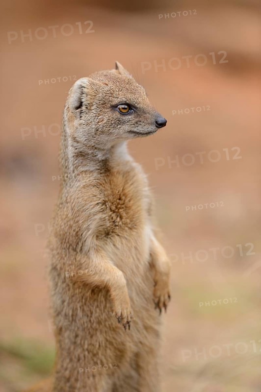 Yellow Mongoose or red meerkat (Cynictis penicillata) making male