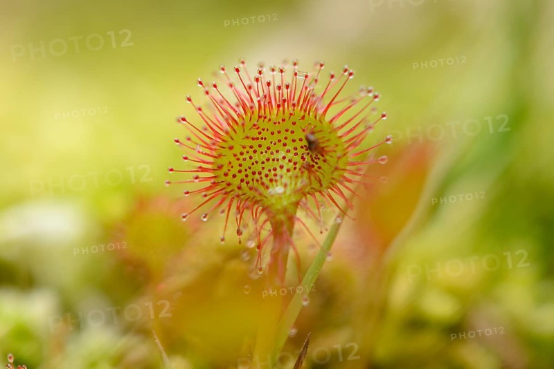 Close-up of a Common sundew or Round-leaved sundew (Drosera rotundifolia)