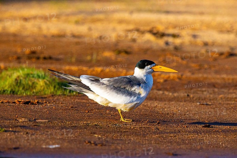 Large-billed Tern (Phaetusa simplex) Pantanal Brazil