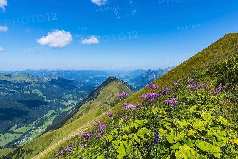 Alpendostyles (Adenostyles) and aconite (Aconitum napellus), on the Wildengundkopf, 2238m, Allgaeu Alps, Bavaria, Germany, Europe