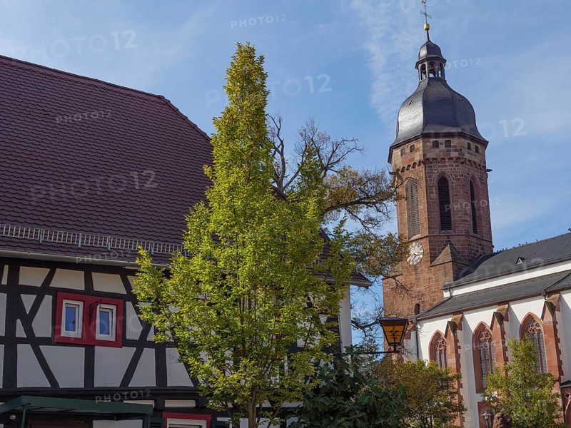 A half-timbered house with a tree in the foreground and a church with gothic architecture in the background under a blue sky, historic half-timbered houses in the Palatinate, kandel, Germany, Europe