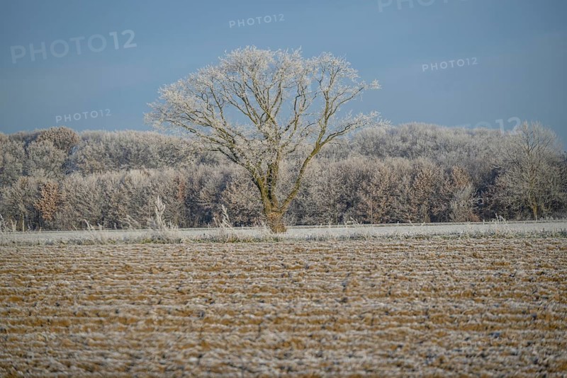 A single tree on a frozen field in front of a forest in a frosty winter landscape, Frosty winter time in the early morning on fields and meadows in Muensterland, velen, Germany, Europe