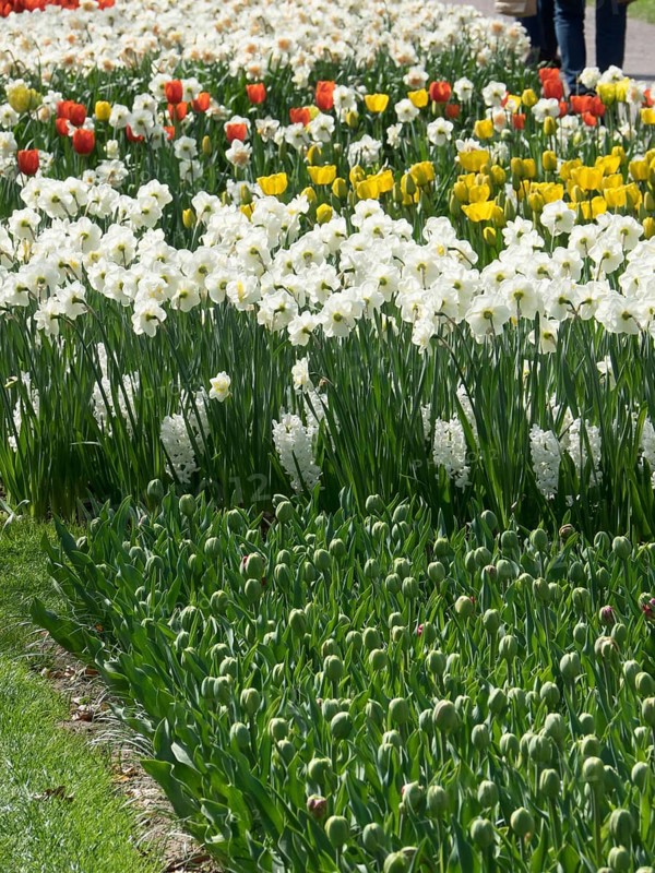 Flower bed with wild daffodils and yellow tulips in a sunny garden, many colourful, blooming tulips in a garden in the Netherlands during the spring zeti, Amsterdam, Netherlands