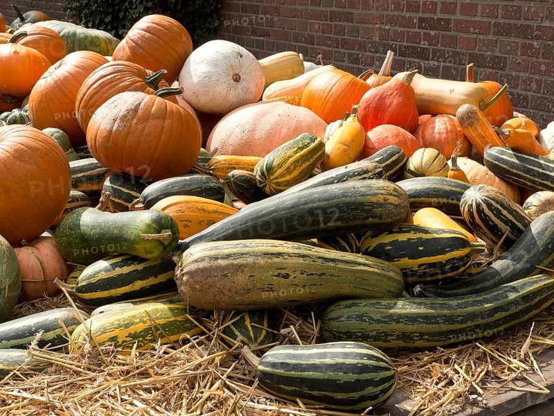 Various pumpkins in a straw base in front of a brick wall, many colourful pumpkins for decoration in a garden, Borken, Germany, Europe
