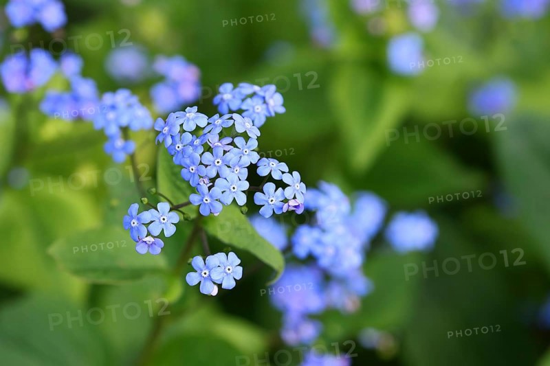 Water forget-me-not (Myosotis palustris), true forget-me-not in bloom in spring, Wulnsdorf, North Rhine-Westphalia, Germany, Europe