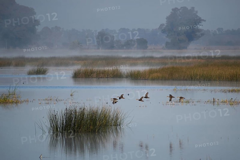 A group of brown-headed ducks (Anas flavirostris) flying over the lake Laguna de Navarro, Buenos Aires, Argentina, South America