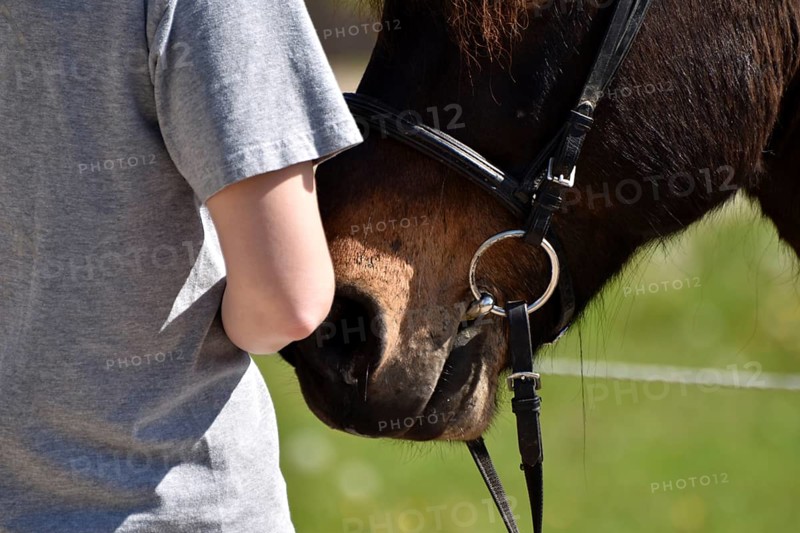 Detailed view of Icelandic horse and rider with horse's mouth, bit and bridle