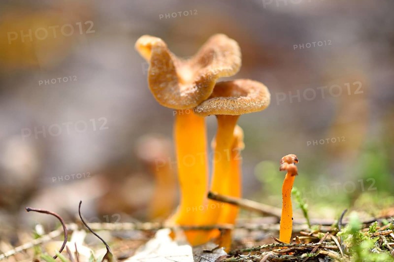 Close-up of a Yellowfoot (Craterellus tubaeformis) in forest in autumn