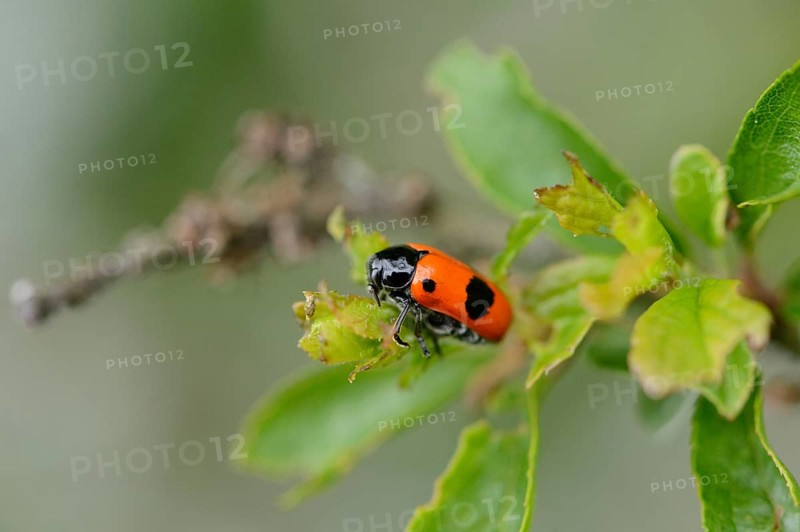 Close-up of a short-horned leaf beetle (Clytra laeviuscula) in spring