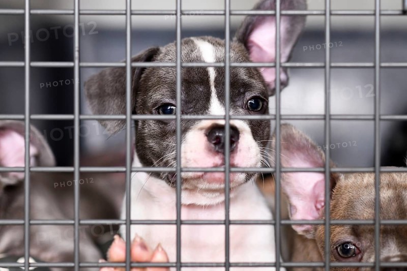 French Bulldog dog puppies in cage behind bars