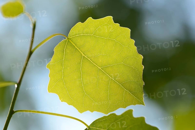 Close-op of European aspen (populus tremula) leafes in a forest in spring