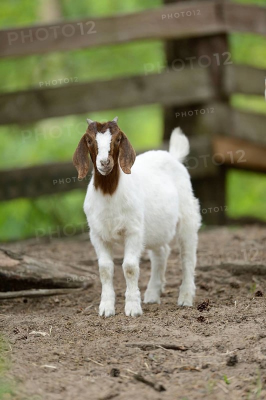 Close-up of a Boer goat in a park in spring