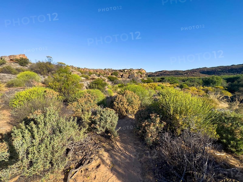 Hiking trail Sevilla Art Rock Trail, dry landscape with green bushes, Cederberg Mountains, near Clanwilliam, Western Cape, South Africa, Africa