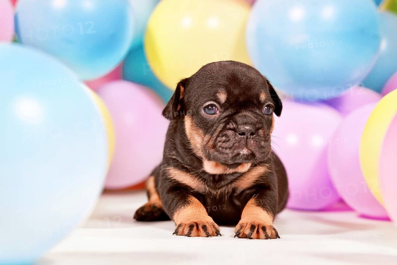 Cute tan French Bulldog dog puppy between colorful balloons