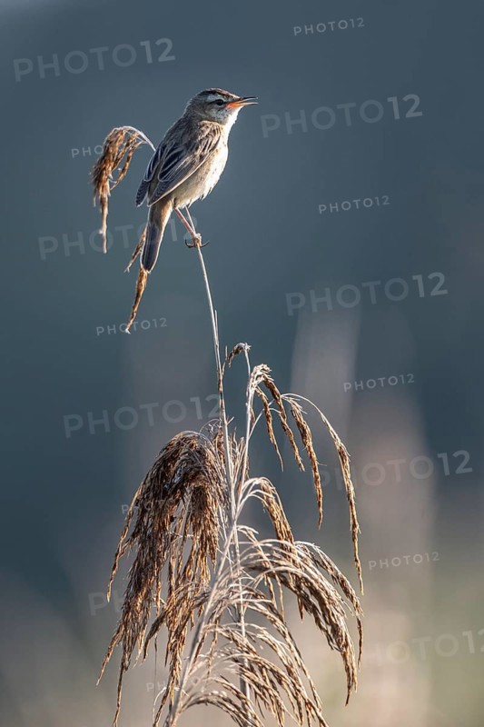 Sedge warbler (Acrocephalus schoenobaenus), Lower Saxony, Germany, Europe