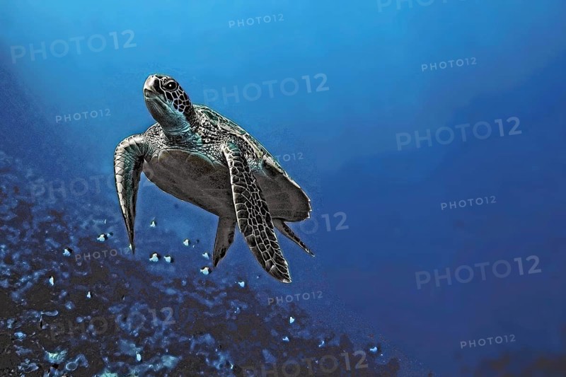 Green turtle, green turtle (Chelonia mydas), Wakatobi Dive Resort, Sulawesi, Indonesia, Asia