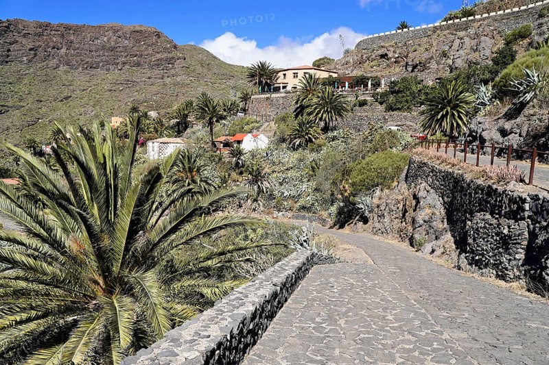 Mountain village Masca, Masca Gorge, Montana Teno Mountains, Tenerife, Canary Islands, Spain, Europe, A village in a mountainous region, Palm trees on both sides of the cobblestone path, Europe