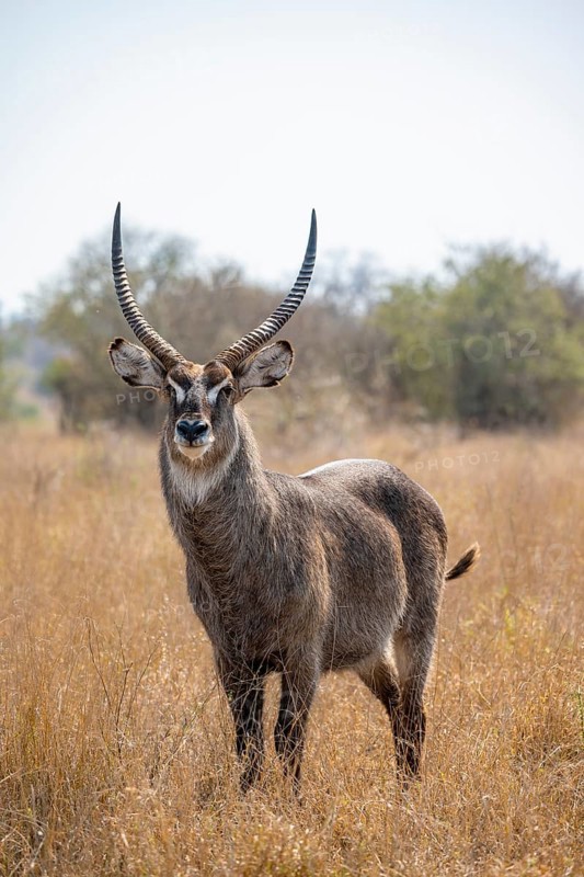 Ellipsen waterbuck (Kobus ellipsiprymnus), adult male in dry grass, Kruger National Park, South Africa, Africa