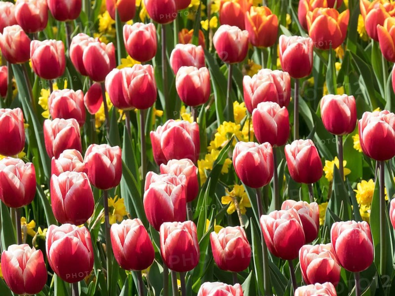 Red tulips and wild daffodils create a cheerful and colourful spring landscape, lots of colourful, blooming tulips in springtime in the Netherlands, amsterdam, the netherlands