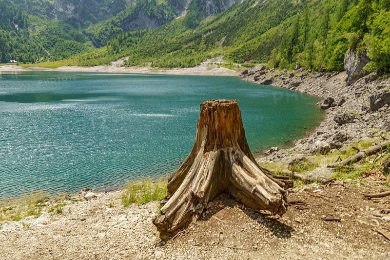 Tree stump at a lake with surrounding mountains in a natural green landscape, turquoise green mountain lake with high mountains and green trees in the background, gosau, austria