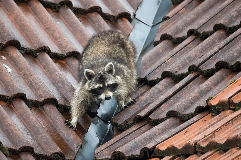 A raccoon (Procyon lotor) climbing on a tiled roof near a gutter, Hesse, Germany, Europe