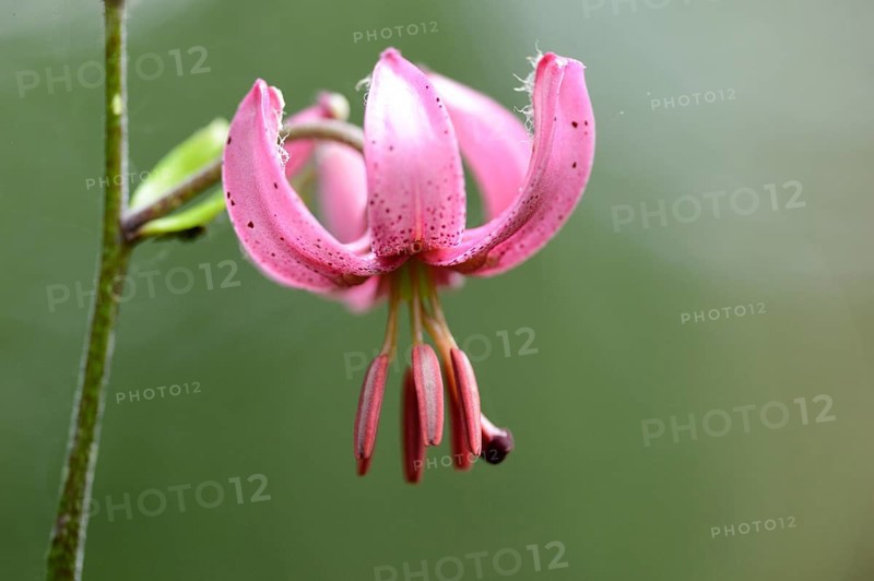 Close-up of a Martagon or Turk's cap lily (Lilium martagon) in a forest in spring