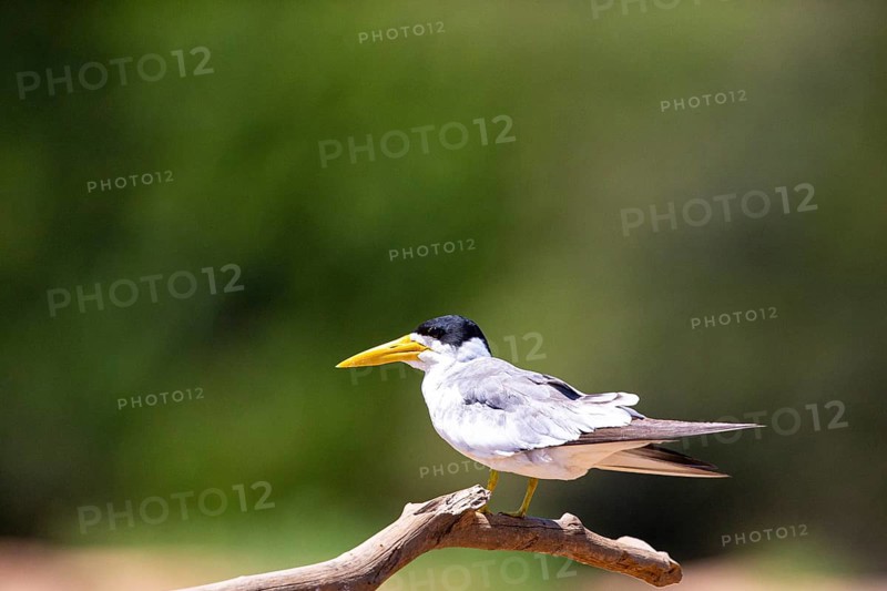 Large-billed Tern (Phaetusa simplex) Pantanal Brazil