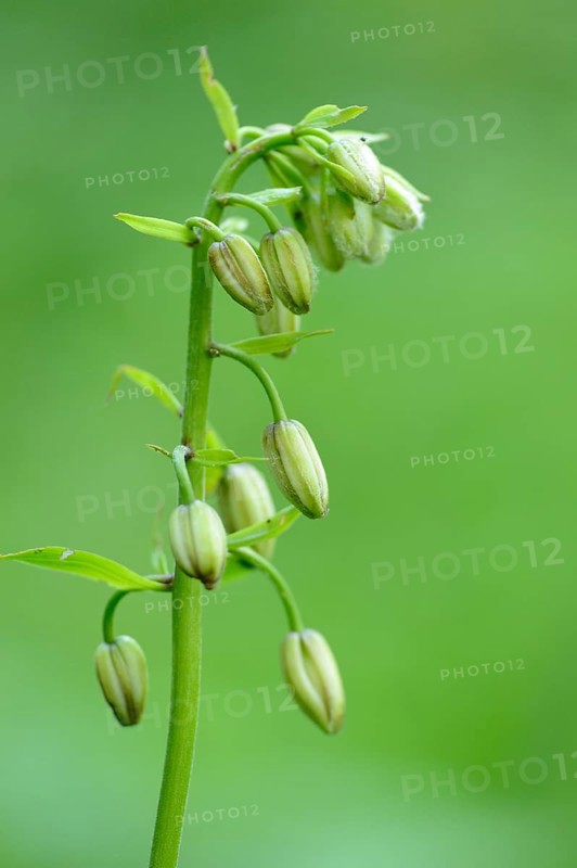 Close-up of Martagon or Turk's cap lily (Lilium martagon) blossom buds in a meadow in spring