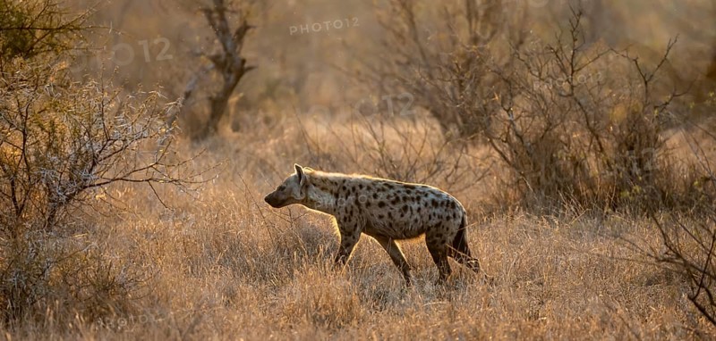 Spotted hyenas (Crocuta crocuta), in the morning light in dry grass, Kruger National Park, South Africa, Africa