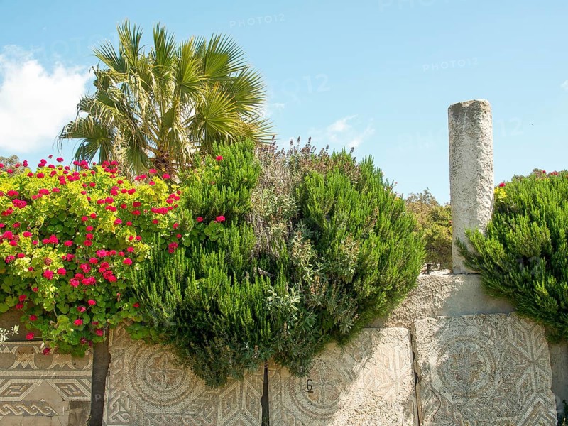 An ancient stone relief and a column are surrounded by blossoming vegetation and a clear sky, Tunis in Africa with ruins from Roman times, modern mosques and blue and white houses in sidi-bou-said, Tunis, Tunisia, Africa