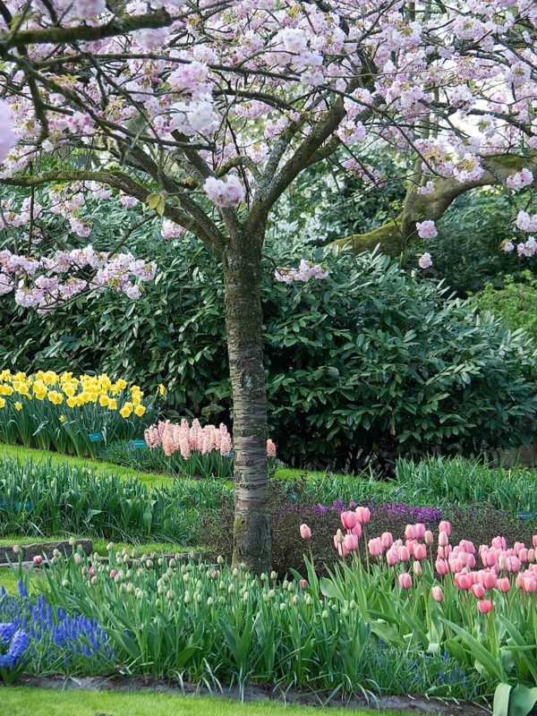 A blooming cherry tree in the middle of a garden with colourful tulips and daffodils, many colourful, blooming tulips in springtime in the Netherlands, amsterdam, the netherlands