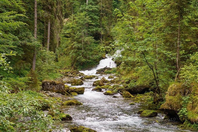 A rushing river with a small waterfall, surrounded by dense forest and rocks, wild mountain stream in a gorge with green trees, gosau, austria