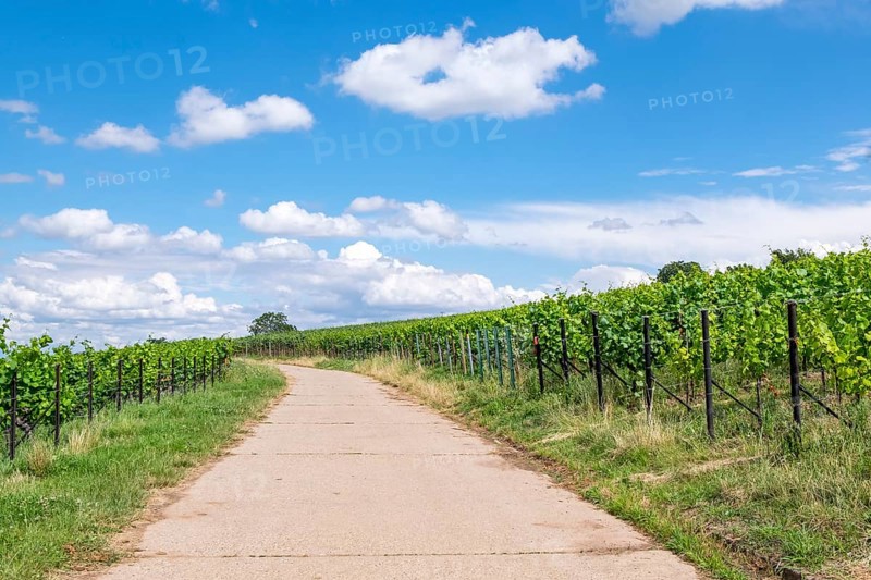 Path between vineyards, Birkweiler, Southern Palatinate, Palatinate, Rhineland-Palatinate, Germany, Europe