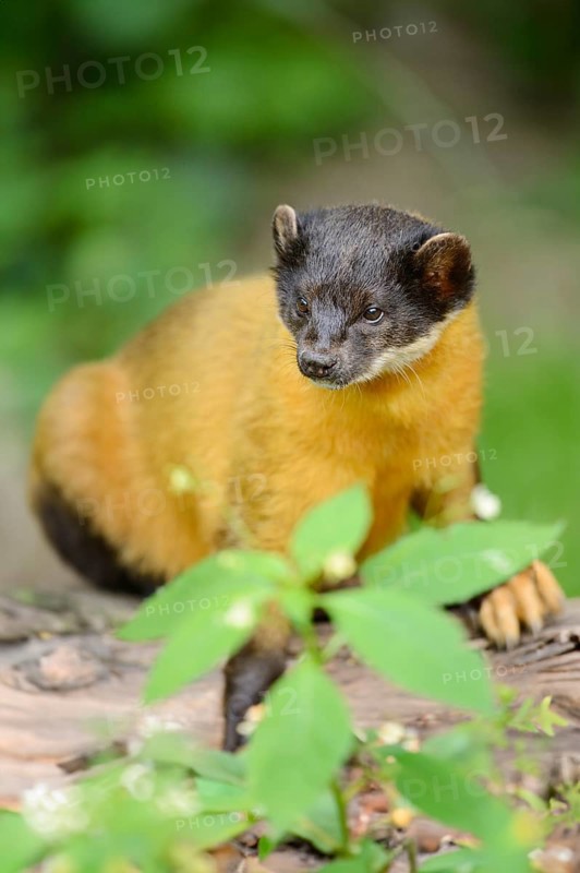 Close-up of a yellow-throated marten (Martes flavigula) in a forest, captive