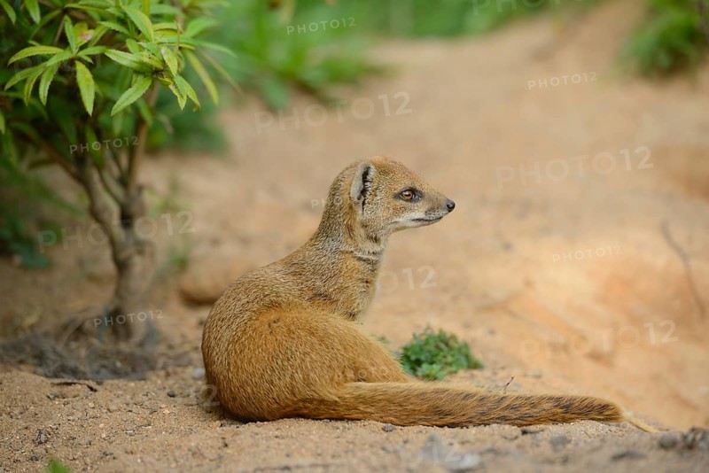 Close-up of a yellow mongoose (Cynictis penicillata) in spring