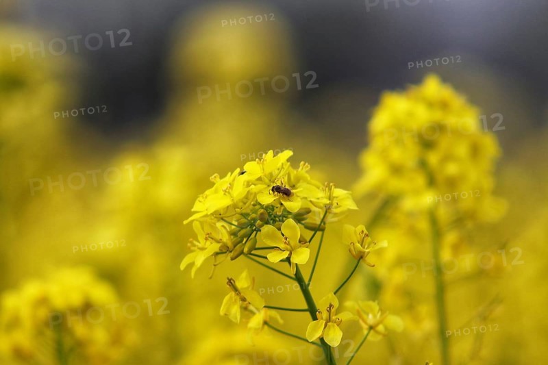 A close-up of bright yellow mustard flowers in bloom with a blurred background