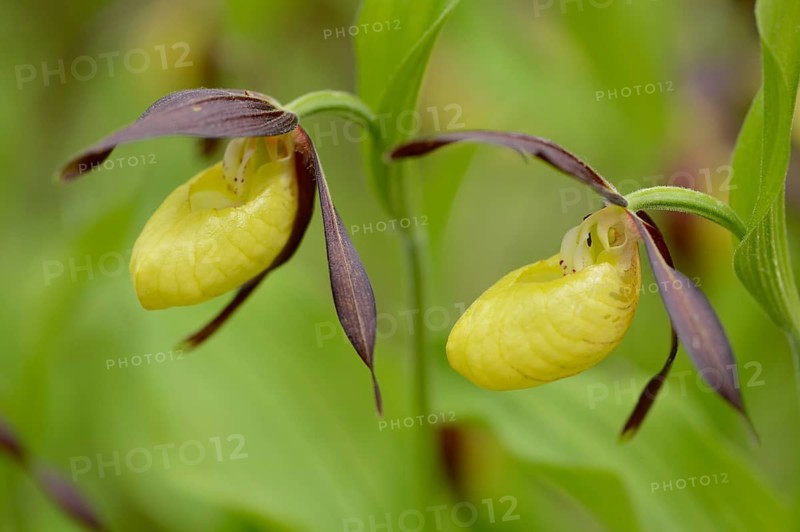 Close-up of lady's-slipper orchid (Cypripedium calceolus) blossoms in a forest in spring, Upper Palatinate