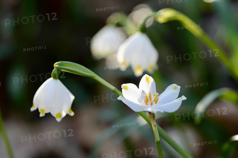 Spring Snowflake (Leucojum vernum) blossoms in a forest on a sunny evening in spring