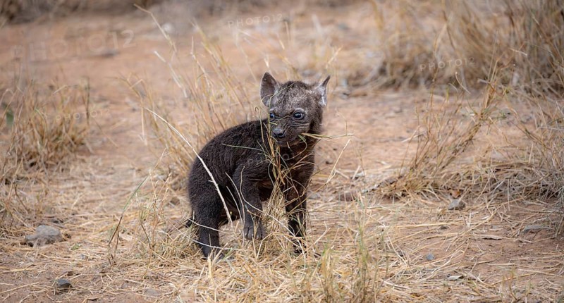 Spotted hyenas (Crocuta crocuta), male young playing with grass, Kruger National Park, South Africa, Africa