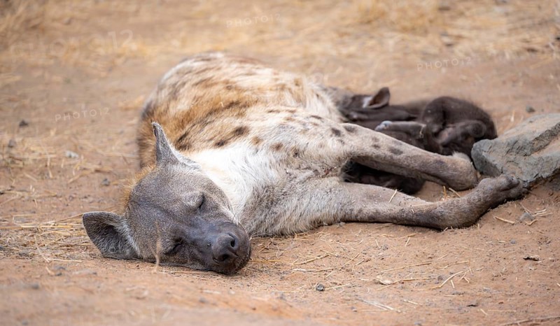 Spotted hyenas (Crocuta crocuta), adult female, lying down, suckling her young, Kruger National Park, South Africa, Africa