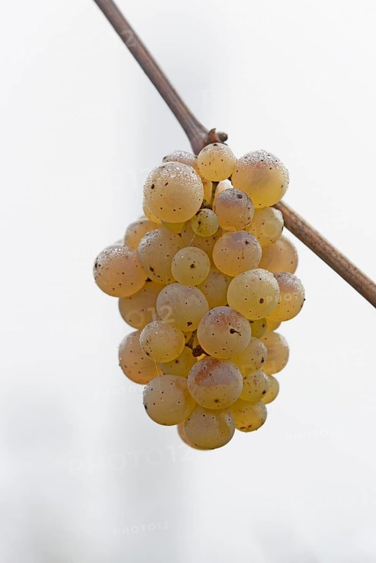 Vine, grapevine, branch with an umbel of grapes and dewdrops, Moselle, Rhineland-Palatinate, Germany, Europe
