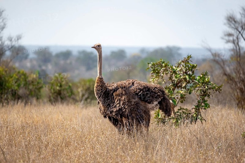 Common ostrich (Struthio camelus), adult female, in dry grass, Kruger National Park, South Africa, Africa