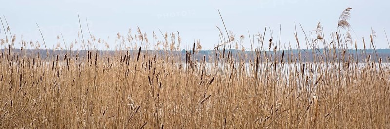 Reeds on the shore of Lake Zierker See, Neustrelitz, Mecklenburg-Vorpommern, Germany, Europe
