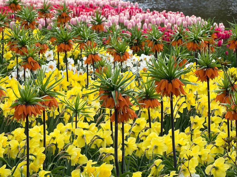 Various spring flowers such as imperial crown, daffodils and tulips in bright colours, many colourful, blooming tulips in springtime in the Netherlands, amsterdam, the netherlands