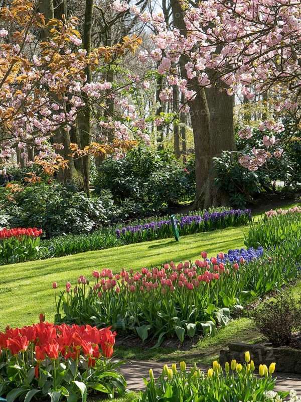 Blooming tulips and cherry blossoms in a well-kept garden with green lawns, many colourful, blooming tulips in springtime in the Netherlands, amsterdam, netherlands