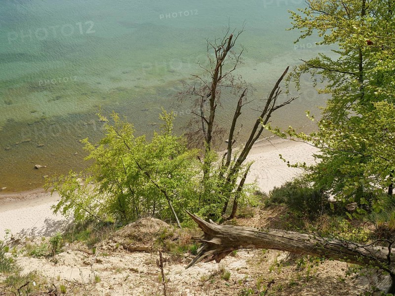 A rocky coastline with a sloping sandy beach, trees and clean water, Green trees on a Baltic Sea beach with clear water, Sopot, poland