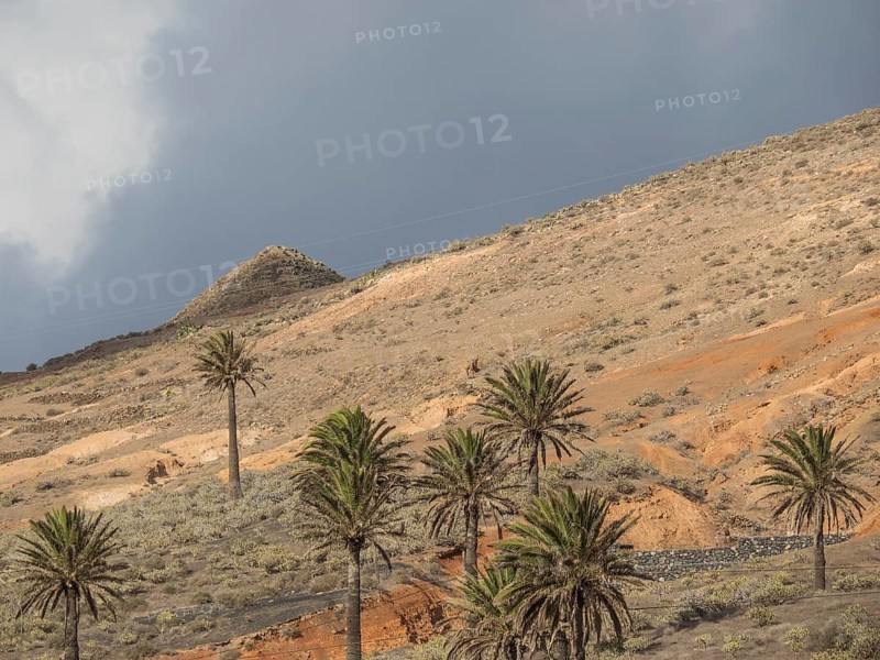 Stony desert landscape with palm trees and hills under a cloudy sky, Lanzarote, Spain, Europe