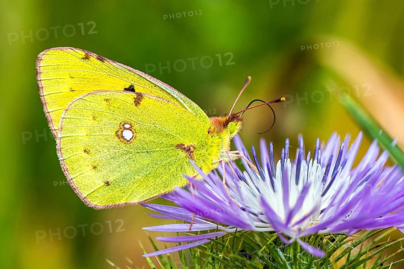 Clouded Yellow, Colias croceus, butterfly, Albania, Europe