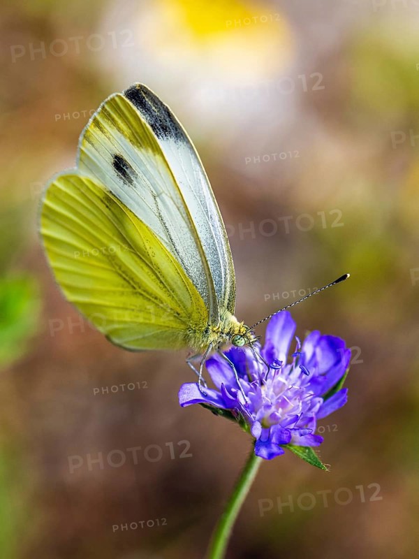 Large White, Pieris brassicae, butterfly on pink flower