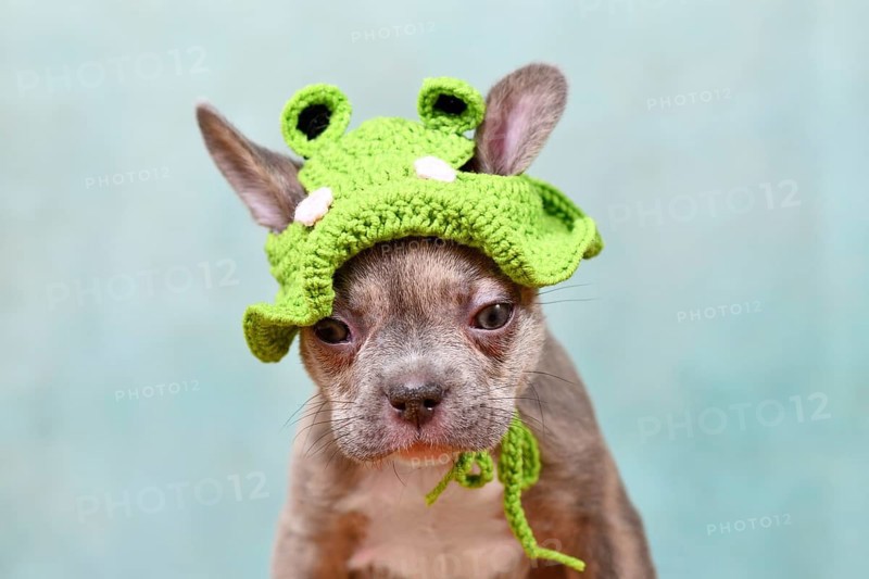 Cute young Lilac Brindle French Bulldog dog puppy with knitted frog hat
